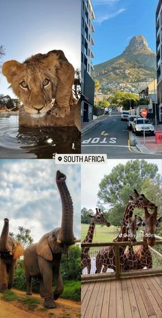 there are pictures of different animals in the same place, including elephants and giraffes