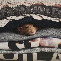 a rat peeking out from between some sweaters on top of each other and looking at the camera