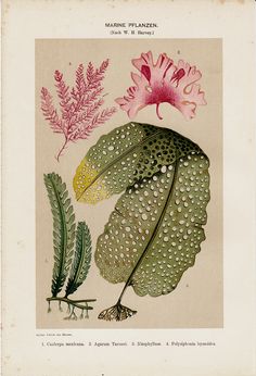 an antique illustration of flowers and leaves with drops of water on them, from the natural history of plants