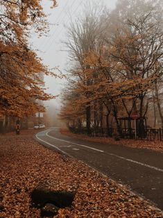 an empty road surrounded by trees and fallen leaves in the foggy autumn day with no one on it