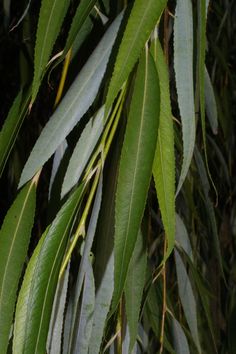 green leaves are hanging from the branches of a tree