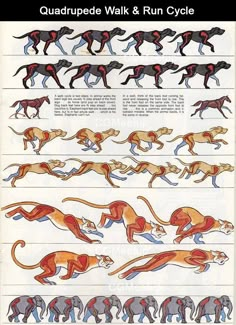 an illustrated guide to the different types of greyhounds and running dogs, with instructions for each