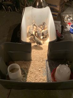 several birds in a cage with food and water on the floor next to it,