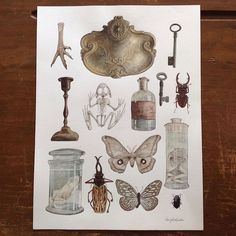 a sheet of paper that has various items on it, including an insect and some other things