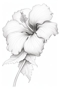 This intricate pencil drawing captures the delicate beauty of the hibiscus, a symbol of tropical paradise and vibrant culture. Inspired by a summer spent in Hawaii, the artist sought to convey the flower's graceful curves and striking details, celebrating nature's artistry. Each line reflects a moment of joy and nostalgia, inviting viewers to appreciate the simplicity and elegance of floral beauty. Let this artwork bring a touch of nature's splendor to your space. #Hibiscus #FlowerArt #Sketch... Hibiscus Flower Drawing Simple, Hibiscus Flower Sketch, Tropical Leaves Drawing, Hibiscus Drawing, Hibiscus Flower Drawing, Easy Flower Drawings, Hibiscus Tattoo, Diy Embroidery Patterns