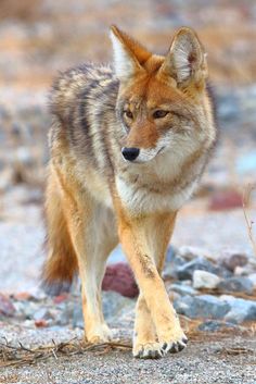 a wolf is walking on some rocks and dirt