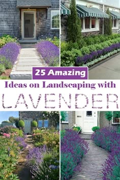 lavender garden with the words 25 amazing ideas on landscaping with lavender in front and back