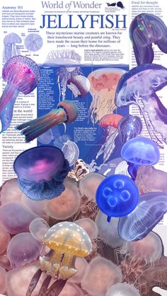 an image of jellyfish in the ocean with words below it that read, world of wonder jellyfish