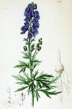 an illustration of blue flowers and leaves on a white background