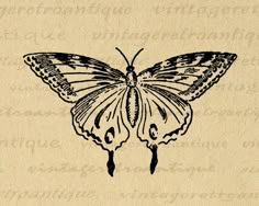 a black and white drawing of a butterfly on top of a piece of parchment paper