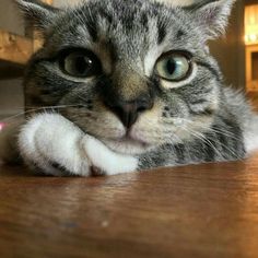 a close up of a cat laying on the floor with it's paw over its face