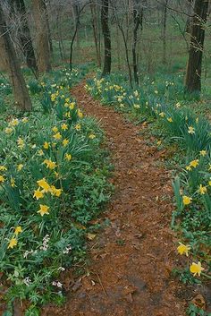 a path in the woods with yellow flowers