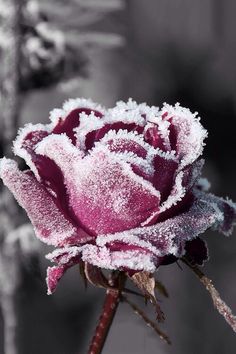 a frost covered rose is shown in this image