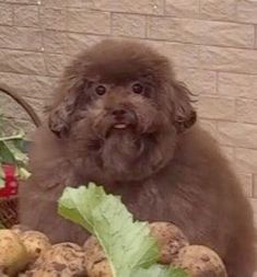 a dog is sitting next to some vegetables