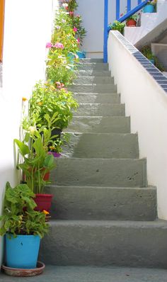 some potted plants are sitting on the side of a set of stairs with blue handrails