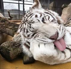 a large white tiger laying on top of a wooden floor next to a tree branch