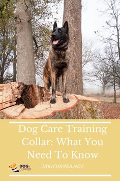 a dog sitting on top of a tree stump with the words dog care training collar what you need to know