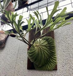 a plant is growing out of a potted plant