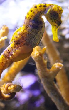 a yellow and black seahorse is in the water next to some corals,