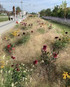 flowers growing on the side of a road next to a field with tall grass and wildflowers