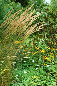 tall grass and wildflowers are in the foreground