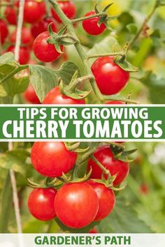 cherry tomatoes growing on the vine with text overlay reading tips for growing cherry tomatoes gardener's path