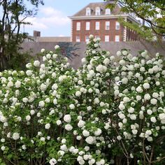 white flowers are blooming in front of a brick building