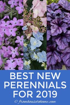 purple and blue flowers with the words best new perennials for 2019