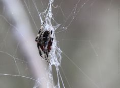 a spider is sitting on its web in the middle of it's webs