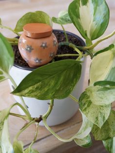 a potted plant sitting on top of a wooden table next to a white vase