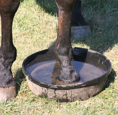 a horse standing over a water bowl with its legs in the water and it's feet sticking out