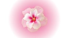 a pink and white flower on a light pink background