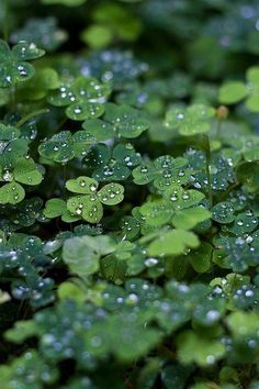 some water droplets are on the leaves of plants with words in spanish and english above them