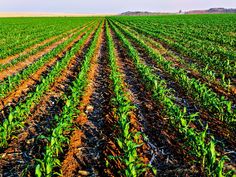 a large field full of green plants next to a dirt road in the middle of nowhere