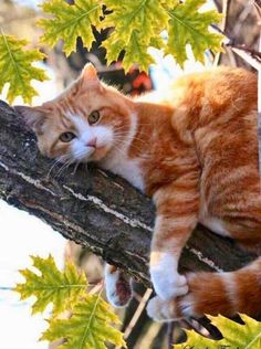 an orange and white cat laying on top of a tree branch