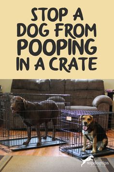 two dogs in cages with the words stop a dog from pooping in a crate