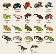 an image of different types of lizards