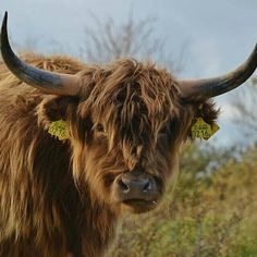 a brown cow with long horns and tags on its ears