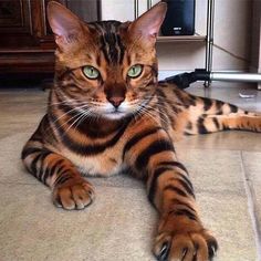 a cat laying on the floor with a blue and black tag in it's mouth