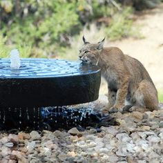 a cat sitting on the ground next to a fountain with water coming out of it