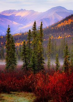 the mountains are covered in autumn foliage and trees with red berries growing on them,