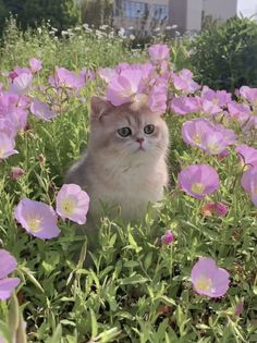 a cat is sitting in the middle of some pink flowers and looking at the camera