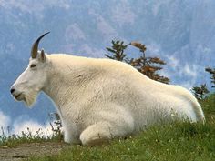 a mountain goat sitting on top of a grass covered hillside