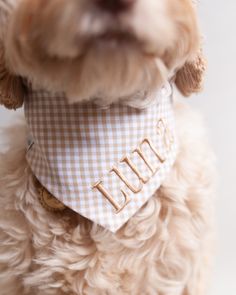 a small dog wearing a bandana with the word mom on it's collar