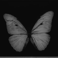 a black and white photo of a butterfly