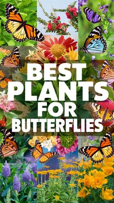 butterflies and flowers with the words best plants for butterflies on it in front of them