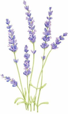 a bunch of lavender flowers on a white background