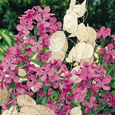 purple flowers are blooming in the garden