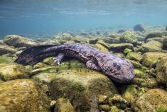 an animal that is laying on some mossy rocks in the water with it's eyes open