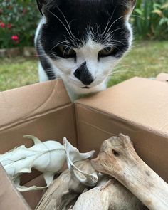 a black and white cat is looking into a cardboard box filled with fake animal bones